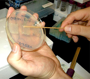 scraping cells off petri dish